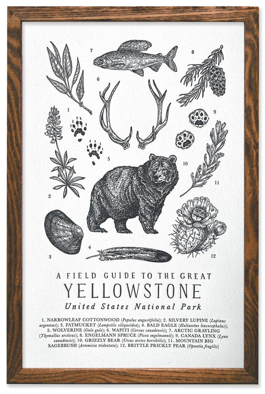 Yellowstone National Park Field Guide Letterpress Print - Hyper