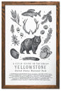 Yellowstone National Park Field Guide Letterpress Print